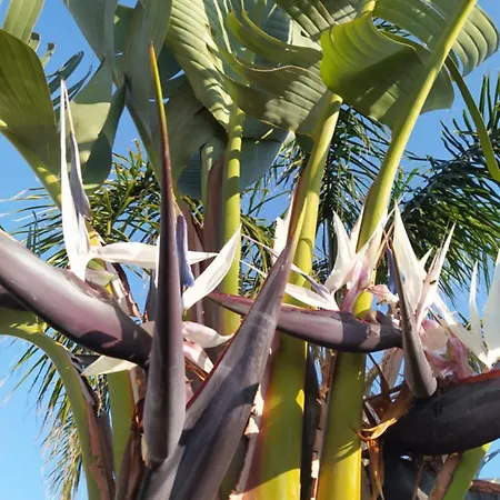 Aphrodite Luxury * ヘルソニソス