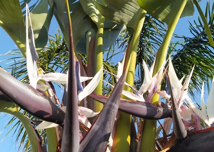 Aphrodite Luxury * ヘルソニソス